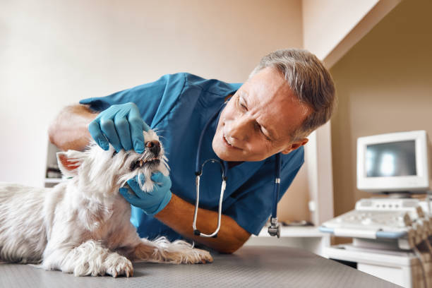 Best Emergency Broken Tooth Repair in Etowah, NC